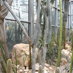 Rauhocereus cactus met lange groene stelen en kleine witte bloemen.