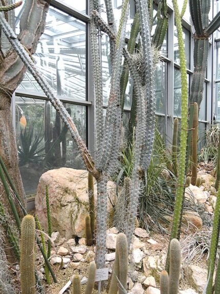 Rauhocereus cactus met lange groene stelen en kleine witte bloemen.