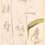 Bruine orchidee met blauwachtige tinten en witte details op botanische illustratieplaat.