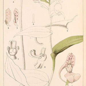 Bruine orchidee met blauwachtige tinten en witte details op botanische illustratieplaat.