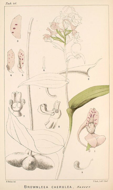 Bruine orchidee met blauwachtige tinten en witte details op botanische illustratieplaat.