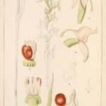 Brownleeinae orchideeën met gele bloemen en groene bladeren op botanische illustratie.