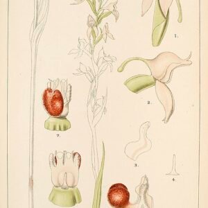 Brownleeinae orchideeën met gele bloemen en groene bladeren op botanische illustratie.