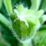 Witte Brugmansia x candida bloemknop in close-up.