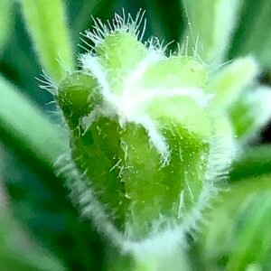Witte Brugmansia x candida bloemknop in close-up.