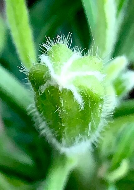 Witte Brugmansia x candida bloemknop in close-up.