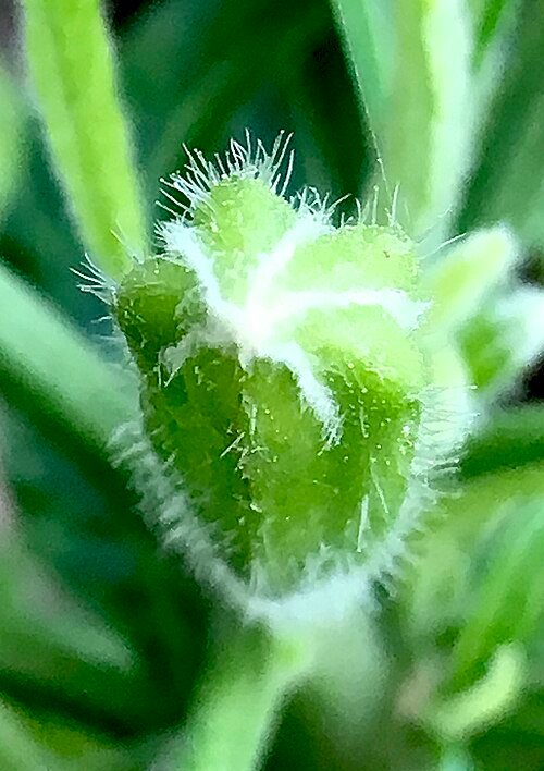 Witte Brugmansia x candida bloemknop in close-up.