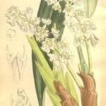 Bryobium hyacinthoides orchidee met paarse bloemen en groen blad op botanische illustratie.