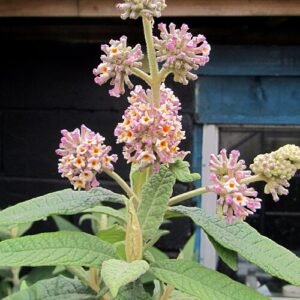 Buddleja 'Winter Sun' struik met felgele bloemen en donkergroene bladeren.
