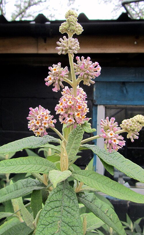 Buddleja 'Winter Sun' struik met felgele bloemen en donkergroene bladeren.