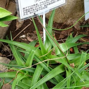 Bulbine plant met heldergele bloemen en groene sappige bladeren, tegen vage museumachtergrond.