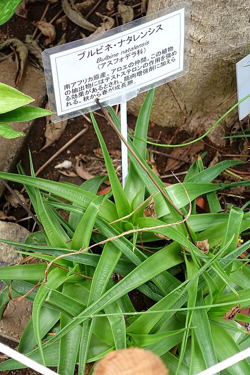 Bulbine plant met heldergele bloemen en groene sappige bladeren, tegen vage museumachtergrond.