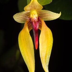 Bloeiende Bulbophyllum sect. Lepidorhiza orchidee met unieke trossen en levendige kleuren.