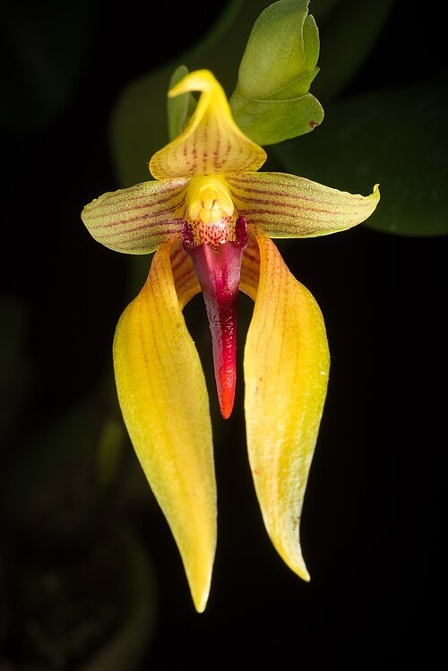 Bloeiende Bulbophyllum sect. Lepidorhiza orchidee met unieke trossen en levendige kleuren.
