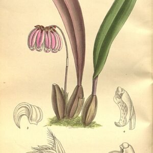 Bulbophyllum sect. Cirrhopetalum orchidee met intrigerende gele en bruine bloemblaadjes op een botanische illustratieplaat.