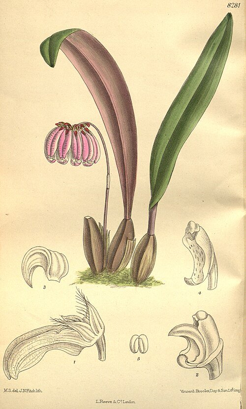Bulbophyllum sect. Cirrhopetalum orchidee met intrigerende gele en bruine bloemblaadjes op een botanische illustratieplaat.