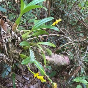 Gouden Bulbophyllum auriflorum orchidee op houten achtergrond.