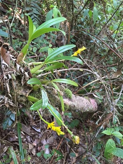 Gouden Bulbophyllum auriflorum orchidee op houten achtergrond.