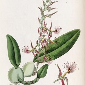 Bulbophyllum sect. Lupulina orchidee met gele en rode tinten op groene bladeren.