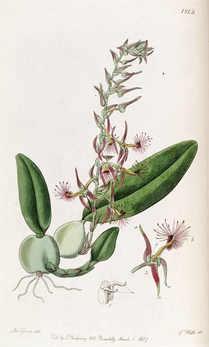 Bulbophyllum sect. Lupulina orchidee met gele en rode tinten op groene bladeren.