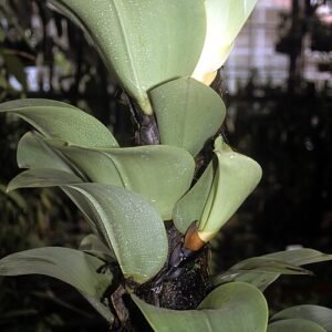 Close-up van Bulbophyllum sect. Leopardinae orchidee met gele en paarse tinten.