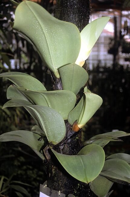 Close-up van Bulbophyllum sect. Leopardinae orchidee met gele en paarse tinten.