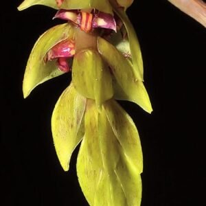 Bicolor Bulbophyllum bicoloratum orchidee bloem in paars en geel.