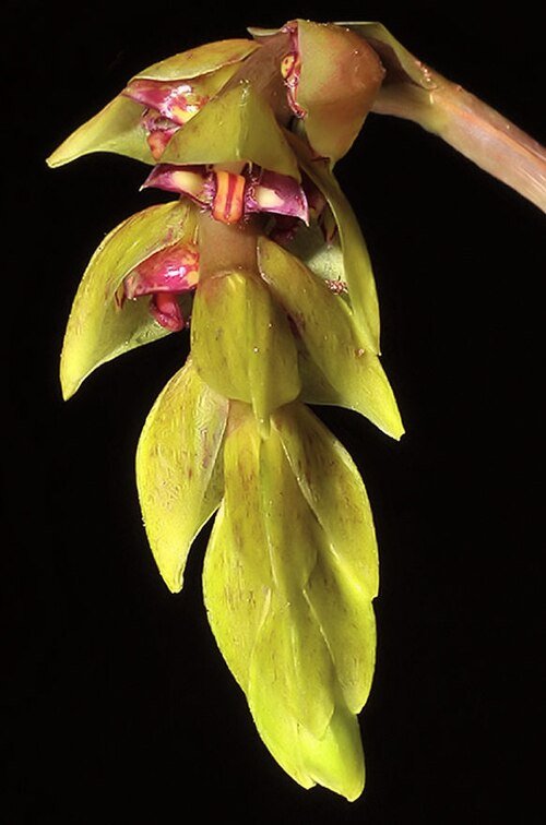 Bicolor Bulbophyllum bicoloratum orchidee bloem in paars en geel.