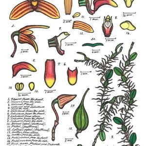 Purple Bulbophyllum sect. Polymeres orchid with green leaves in natural setting.