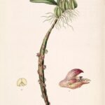 Bulbophyllum sect. Bulbophyllaria orchidee met paarse en gele bloemdetails.