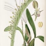 Bulbophyllum sect. Megaclinium orchidee met unieke gevlekte bloemblaadjes in paarse en witte tinten.
