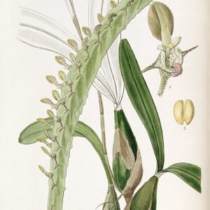 Bulbophyllum sect. Megaclinium orchidee met unieke gevlekte bloemblaadjes in paarse en witte tinten.