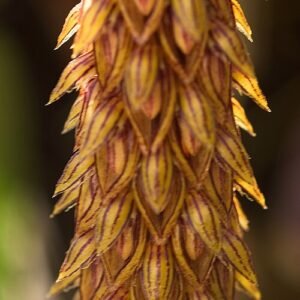 Close-up van paarse Bulbophyllum sect. Racemosae bloem met unieke trosstructuur.