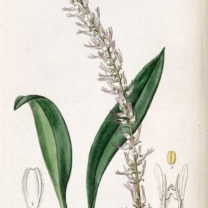 Bulbophyllum sect. Bulbophyllum orchidee met intrigerende paarse en witte bloemen.