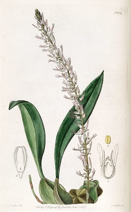 Bulbophyllum sect. Bulbophyllum orchidee met intrigerende paarse en witte bloemen.