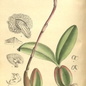 Bulbophyllum coriophorum orchidee met gele en bruine bloemen en bladmarkeringen.