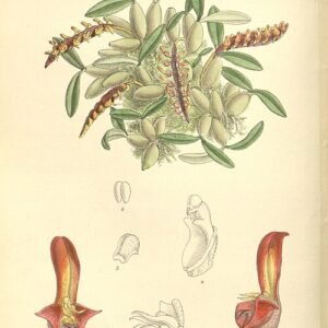 Kleine Bulbophyllum minutum orchidee met gele en bruine bloemen op groene bladeren.