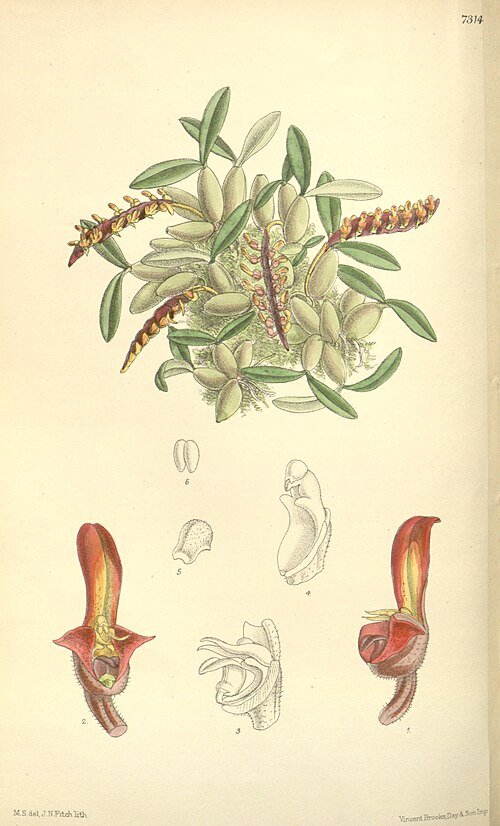 Kleine Bulbophyllum minutum orchidee met gele en bruine bloemen op groene bladeren.