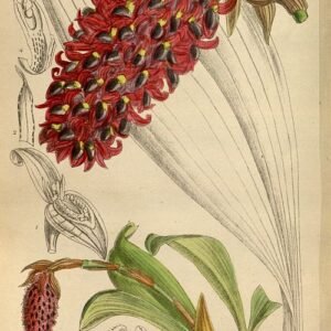 Purple Bulbophyllum hamelinii orchid in full bloom.