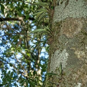 Purple and yellow Bulbophyllum scabratum orchid flower on green background.