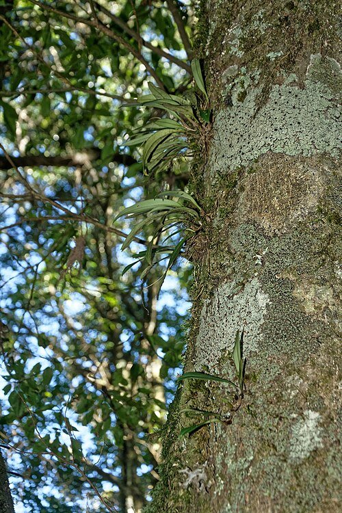 Purple and yellow Bulbophyllum scabratum orchid flower on green background.