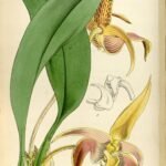 Bulbophyllum sect. Sestochilos orchidee met paarse bloembladen op botanische illustratie uit 1850.