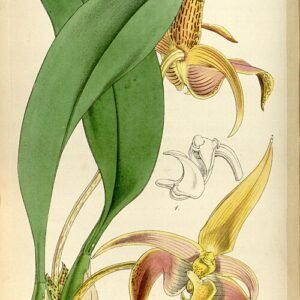 Bulbophyllum sect. Sestochilos orchidee met paarse bloembladen op botanische illustratie uit 1850.
