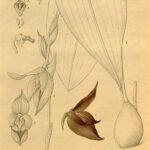 Zeldzame Bulbophyllum mandibulare orchidee bloem met gele en paarse tinten.