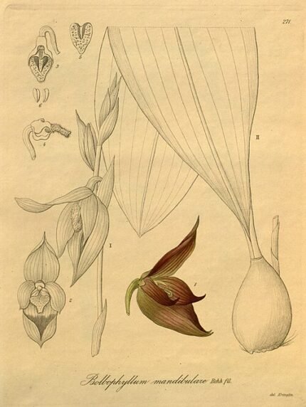 Zeldzame Bulbophyllum mandibulare orchidee bloem met gele en paarse tinten.