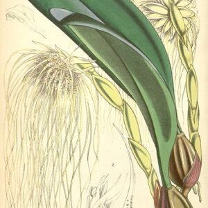 Bulbophyllum sect. Desmosanthes orchidee met ingewikkelde paarse en witte bloemblaadjes.