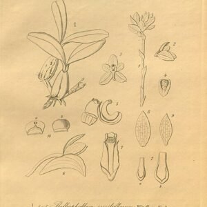 Pachychlamys orchidee met paarse bloemen op groen blad.