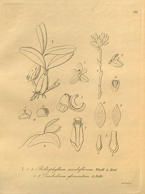 Pachychlamys orchidee met paarse bloemen op groen blad.