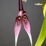 Yellow Bulbophyllum percoroiculatum orchid flower on dark background.