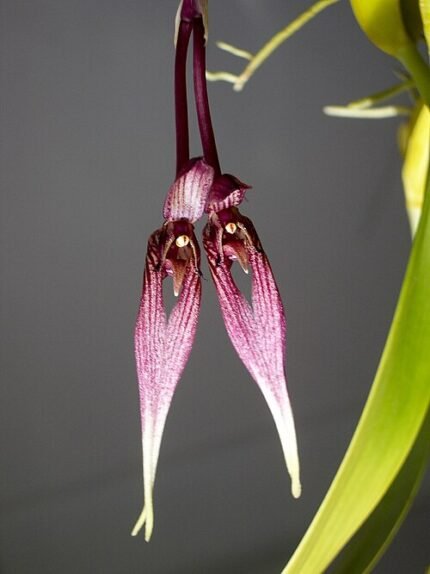 Yellow Bulbophyllum percoroiculatum orchid flower on dark background.